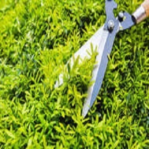 00 20logo bv 20landscaping