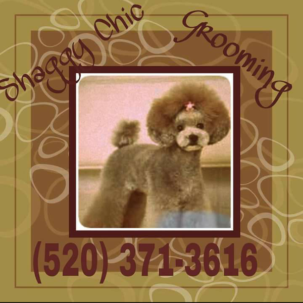 shaggy chic grooming