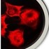 Micro logo 20small