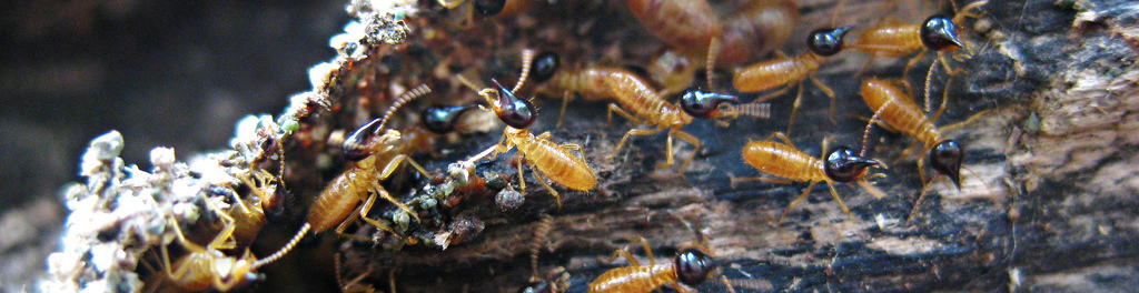 Pest 20control 20service 20miami 20california 20best 20miami 20pest 20control 20service 20termite 20treatment 20i 20california 20miami
