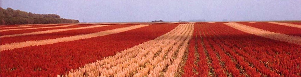 Sorghum back3
