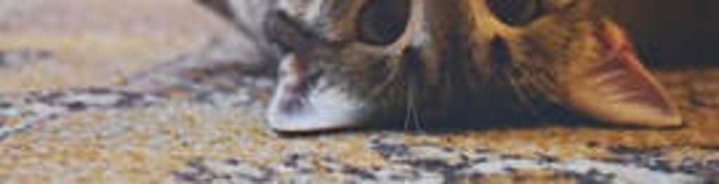 Cat on a clean rug