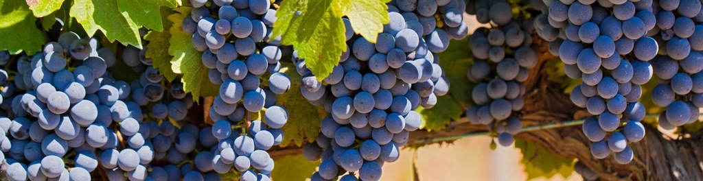 Wine of the month club